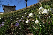 33 Campanelle bianche (Leucojum)